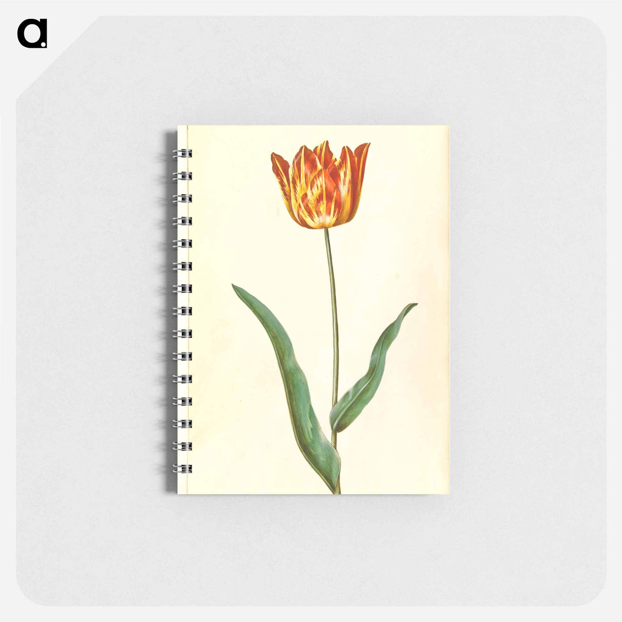 アートメモ帳-Tulipa Gesneriana
 - マリア ジビーラ メーリアン Memo.