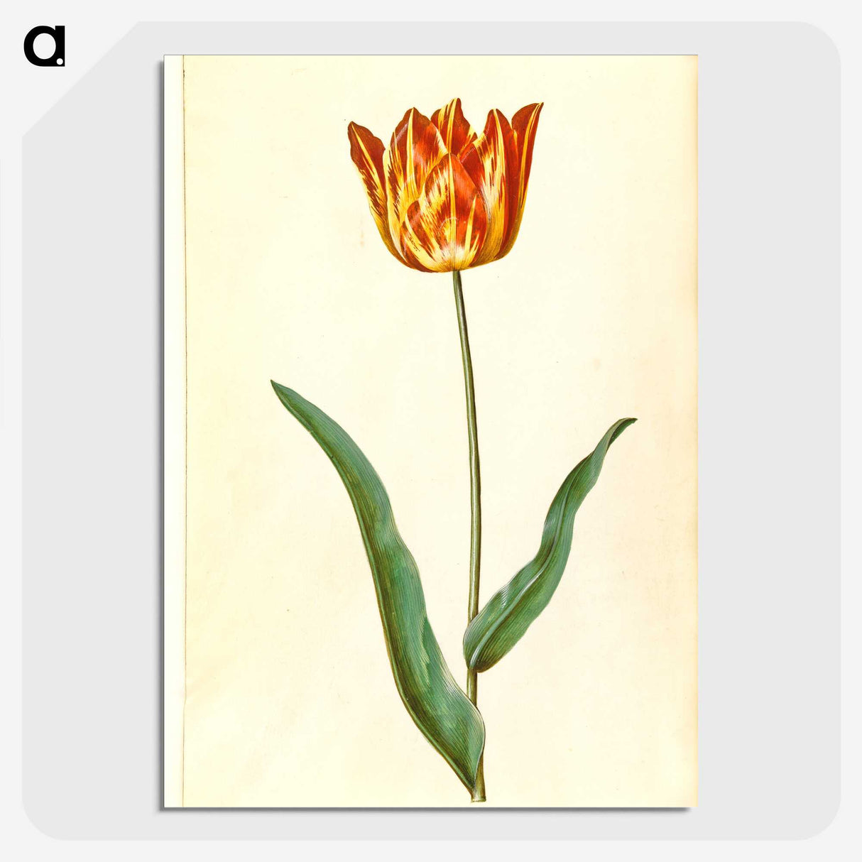 2-99_Maria-Sibylla-Merian_picture-crop