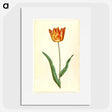 2-99_Maria-Sibylla-Merian_picture
