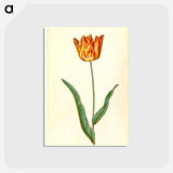 アートポストカード-Tulipa Gesneriana
 - マリア ジビーラ メーリアン Postcard.