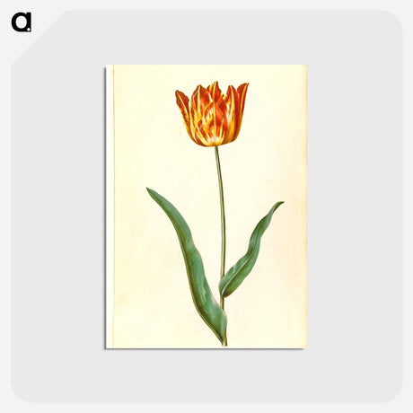 アートポストカード-Tulipa Gesneriana
 - マリア ジビーラ メーリアン Postcard.