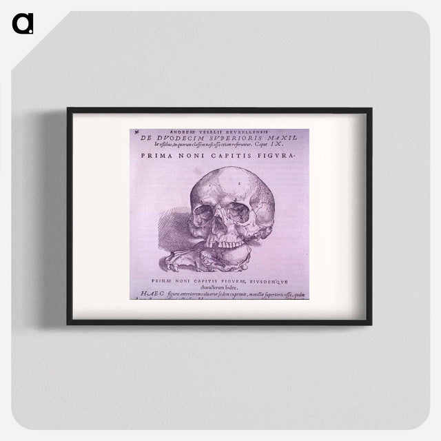 アートポスター-Cranial Anatomy, Frontal View
 - 国立医学図書館 Poster.