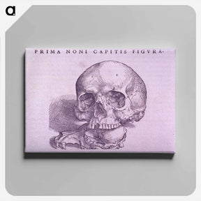 アートパネル-Cranial Anatomy, Frontal View
 - 国立医学図書館 Canvas.