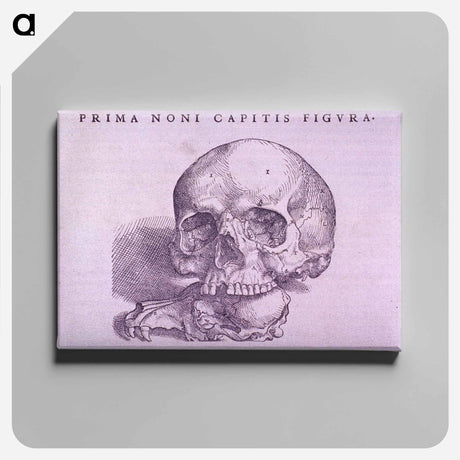 アートパネル-Cranial Anatomy, Frontal View
 - 国立医学図書館 Canvas.