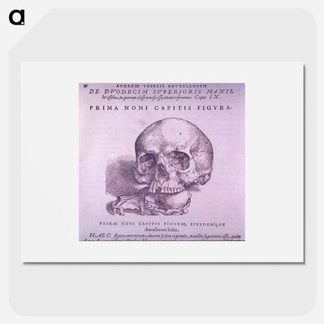 アートポスター-Cranial Anatomy, Frontal View
 - 国立医学図書館 Poster.