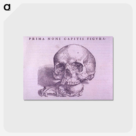 アートポストカード-Cranial Anatomy, Frontal View
 - 国立医学図書館 Postcard.