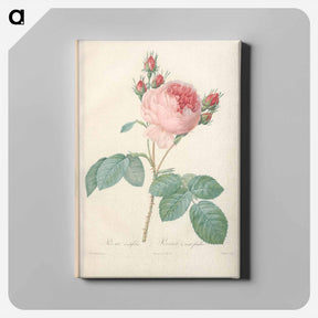 アートパネル-Rose illustration - ピエール ジョゼフ ルドゥーテ Canvas.