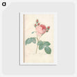 アートポストカード-Rose illustration - ピエール ジョゼフ ルドゥーテ Postcard.