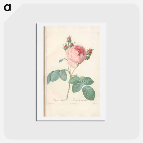 アートポストカード-Rose illustration - ピエール ジョゼフ ルドゥーテ Postcard.
