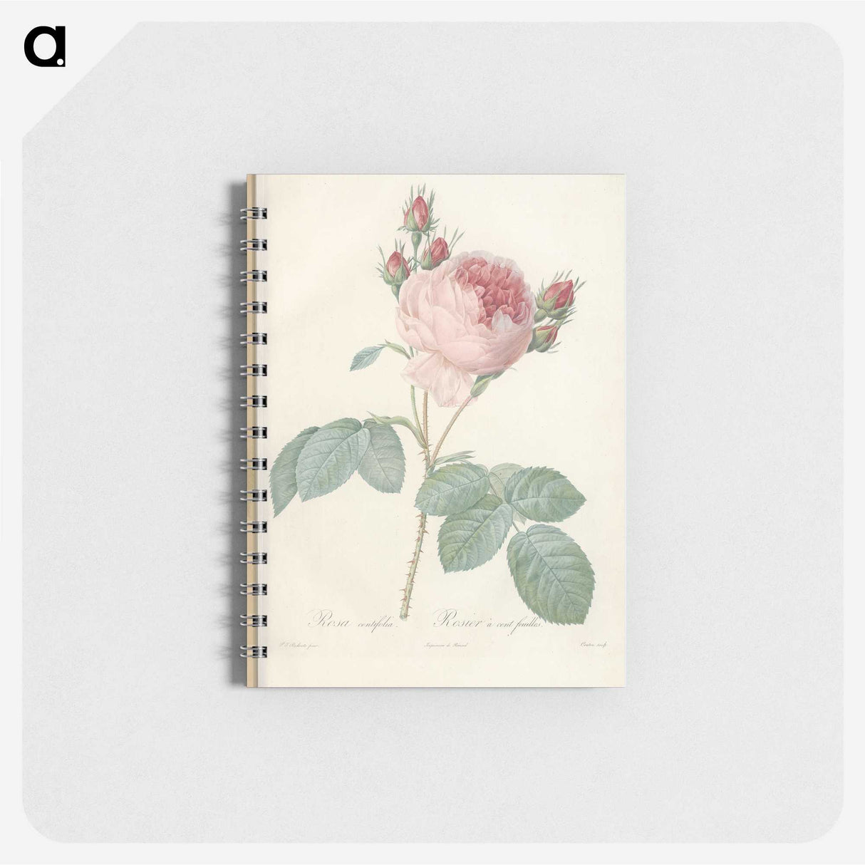 2-99_Pierre-Joseph-Redoute_memo