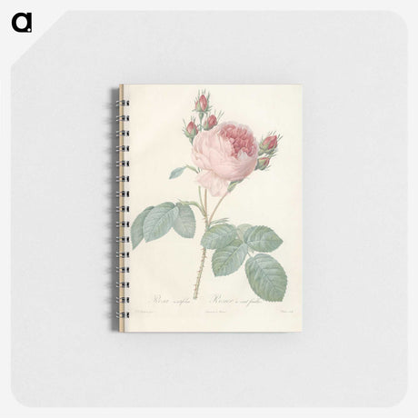 2-99_Pierre-Joseph-Redoute_memo