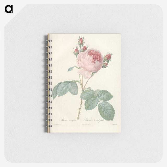 2-99_Pierre-Joseph-Redoute_memo