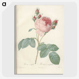 2-99_Pierre-Joseph-Redoute_picture-crop