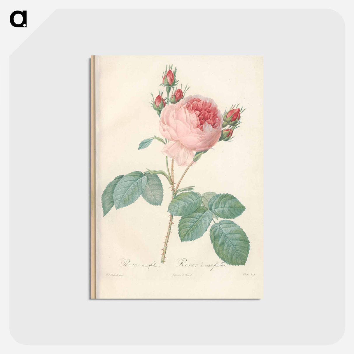 アートポストカード-Rose illustration - ピエール ジョゼフ ルドゥーテ Postcard.