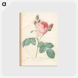 アートポストカード-Rose illustration - ピエール ジョゼフ ルドゥーテ Postcard.