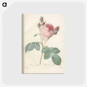 2-99_Pierre-Joseph-Redoute_postcard