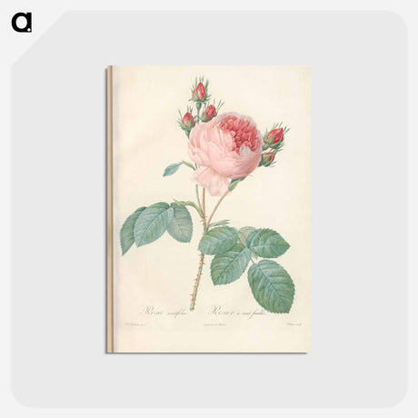 アートポストカード-Rose illustration - ピエール ジョゼフ ルドゥーテ Postcard.