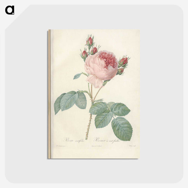 2-99_Pierre-Joseph-Redoute_postcard