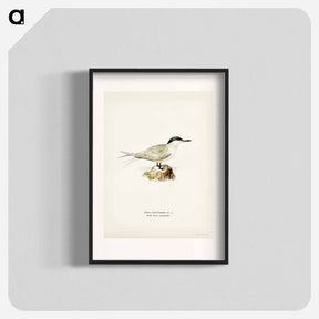 アートポスター-Sandwich Tern
 - スヴェンスカ フォグラル Poster.