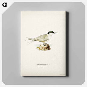 アートパネル-Sandwich Tern
 - スヴェンスカ フォグラル Canvas.