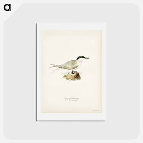 アートポストカード-Sandwich Tern
 - スヴェンスカ フォグラル Postcard.