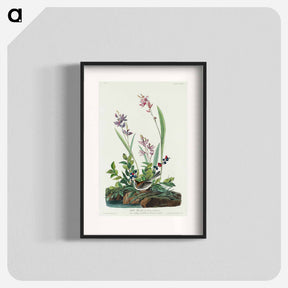 アートポスター-Field Sparrow from Birds of America
 - アメリカの鳥たち Poster.