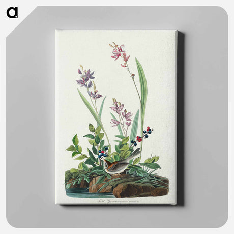 アートパネル-Field Sparrow from Birds of America
 - アメリカの鳥たち Canvas.
