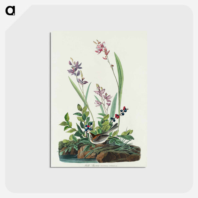 アートポストカード-Field Sparrow from Birds of America
 - アメリカの鳥たち Postcard.