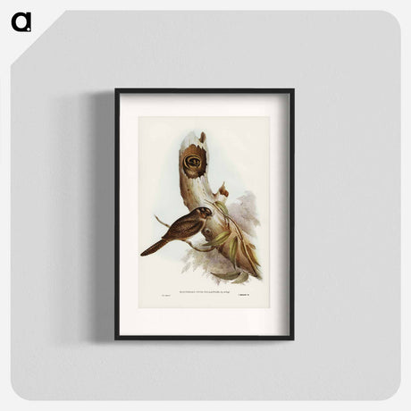 アートポスター-Owlet Nightjar
- オーストラリアの鳥 Poster.