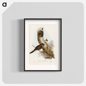 アートポスター-Owlet Nightjar
 - オーストラリアの鳥 Poster.