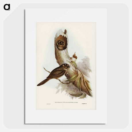 アートポスター-Owlet Nightjar
- オーストラリアの鳥 Poster.