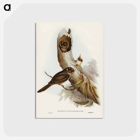 アートポストカード-Owlet Nightjar
 - オーストラリアの鳥 Postcard.