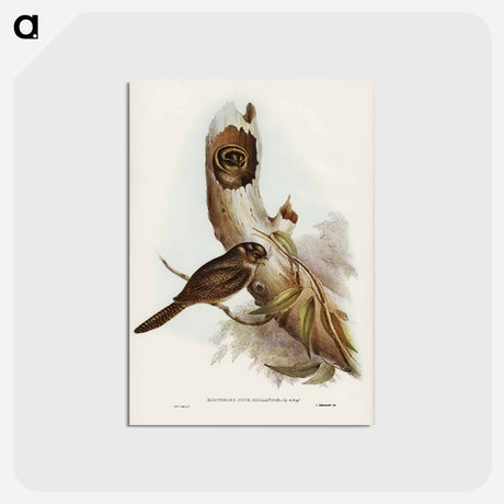アートポストカード-Owlet Nightjar
 - オーストラリアの鳥 Postcard.