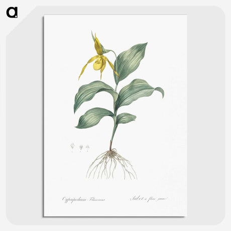 2-99_The-Lilies_picture-crop