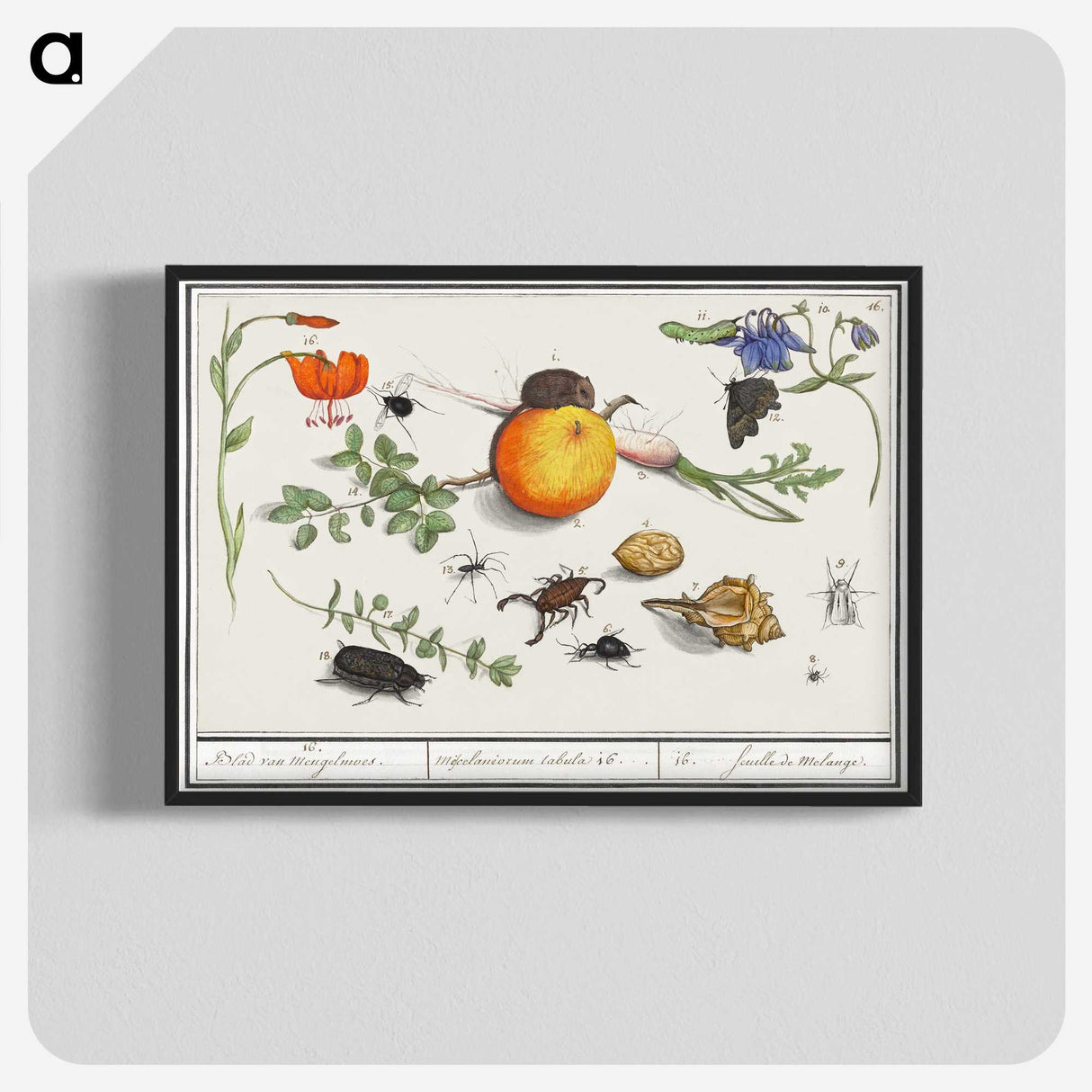 2-9_Anselmus-Boetius-de-Boodt_blk-crop