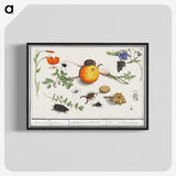 2-9_Anselmus-Boetius-de-Boodt_blk-crop