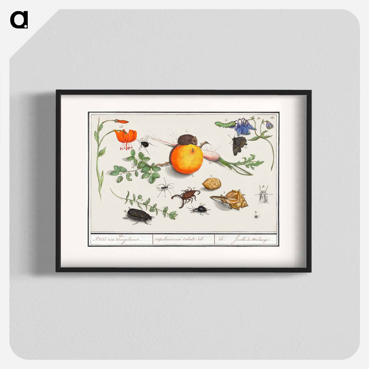 Natural History Ensemble, no. 16 - アンセルムス ボエティウス デ ブート Poster.