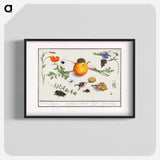 Natural History Ensemble, no. 16 - アンセルムス ボエティウス デ ブート Poster.