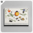 2-9_Anselmus-Boetius-de-Boodt_canvas