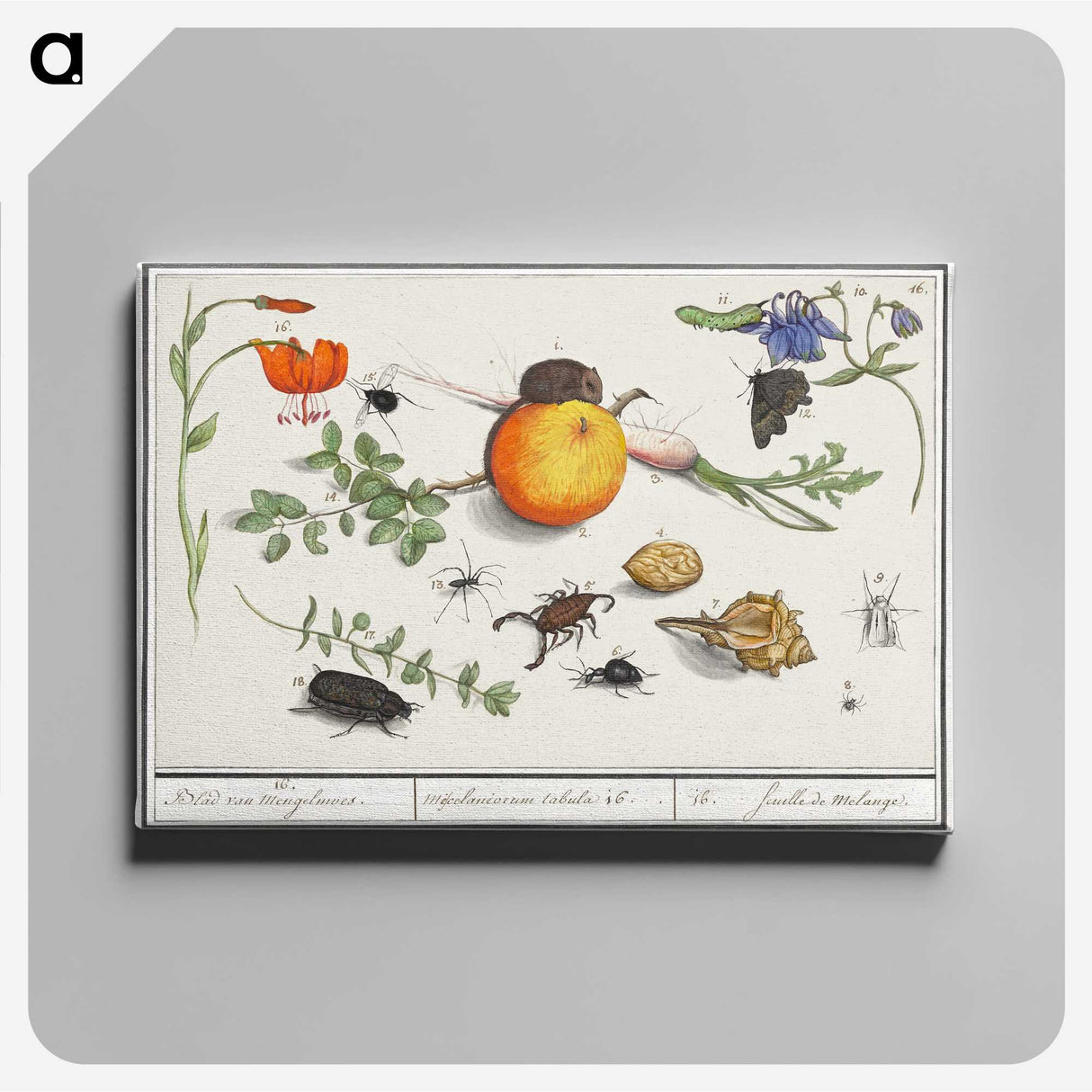 2-9_Anselmus-Boetius-de-Boodt_canvas