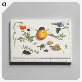 2-9_Anselmus-Boetius-de-Boodt_canvas