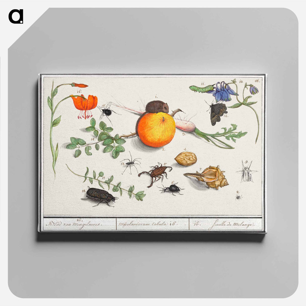 Natural History Ensemble, no. 16 - アンセルムス ボエティウス デ ブート Canvas.