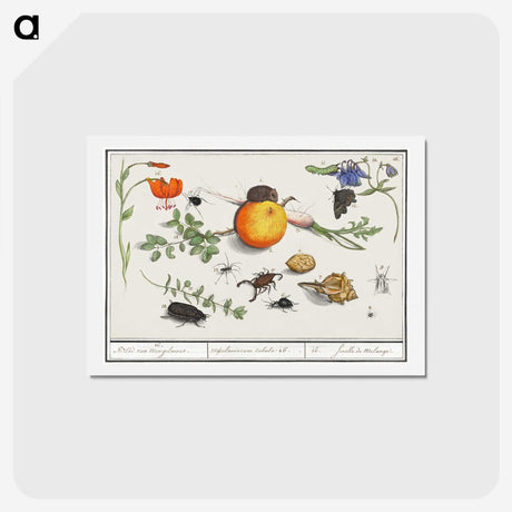 2-9_Anselmus-Boetius-de-Boodt_hagaki