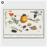 2-9_Anselmus-Boetius-de-Boodt_picture-crop
