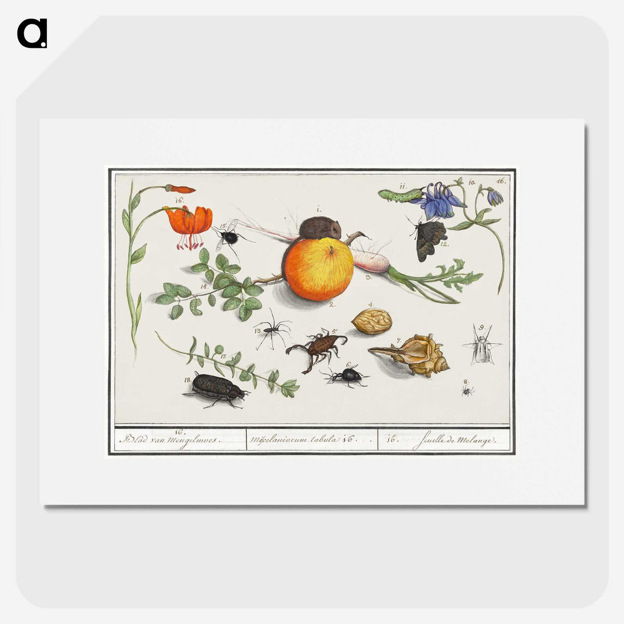 2-9_Anselmus-Boetius-de-Boodt_picture