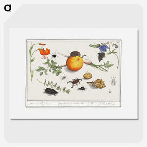 2-9_Anselmus-Boetius-de-Boodt_picture