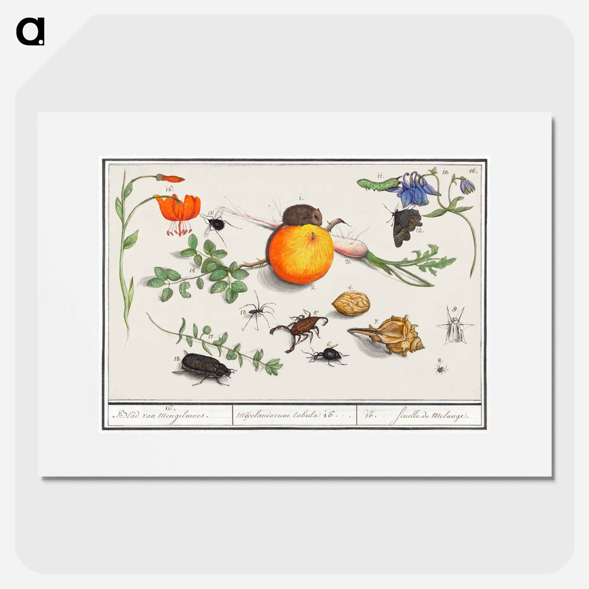 Natural History Ensemble, no. 16 - アンセルムス ボエティウス デ ブート Poster.