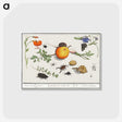 2-9_Anselmus-Boetius-de-Boodt_postcard