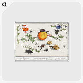 2-9_Anselmus-Boetius-de-Boodt_postcard