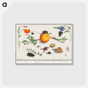 アートポストカード-Natural History Ensemble, no. 16 - アンセルムス ボエティウス デ ブート Postcard.